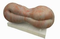 ヒロ 忠之《胎児の夢》